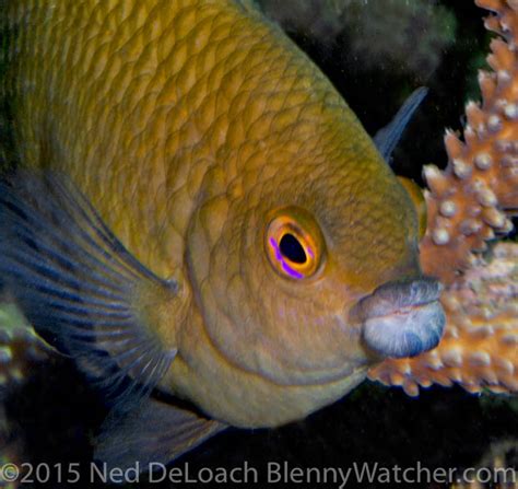 fish with big lips|will his lip ever grow back .